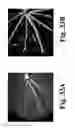 Fig. 34 - Dynamic motion contrast and transverse flow estimation using optical coherence tomography