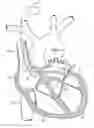 Fig. 01 - Tissue visualization device