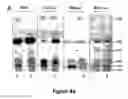 Fig. 07 - Composition for solubilizing tissue comprising 3-(decyl dimethyl ammonio) propane sulfonate and tetraethylene glycol dodecyl ether