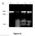 Fig. 09 - Composition for solubilizing tissue comprising 3-(decyl dimethyl ammonio) propane sulfonate and tetraethylene glycol dodecyl ether