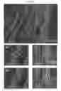 Fig. 03 - Microelectorode array, methods for preparing the same and uses thereof