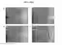 Fig. 33 - Microelectorode array, methods for preparing the same and uses thereof