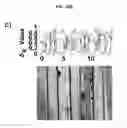 Fig. 44 - Microelectorode array, methods for preparing the same and uses thereof