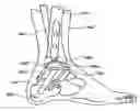 Fig. 01 - Ankle replacement system