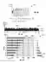 Fig. 06 - Full-band scalable audio codec
