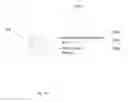 Fig. 17 - SYSTEM FOR TARGETING ADVERTISING CONTENT TO A PLURALITY OF MOBILE COMMUNICATION FACILITIES