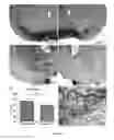 Fig. 04 - ANIMAL MODEL FOR PARKINSON'S DISEASE