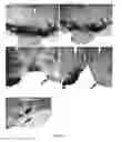 Fig. 07 - ANIMAL MODEL FOR PARKINSON'S DISEASE