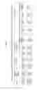 Fig. 08 - PLASTIDIC PHOSPHOGLUCOMUTASE GENES