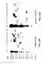 Fig. 23 - Targeted Integration And Stacking Of DNA Through Homologous Recombination