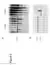 Fig. 03 - Nucleotide sequences mediating male fertility and method of using same