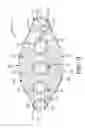 Fig. 04 - Ambidextrous glove