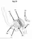 Fig. 10 - Universal drum pedal instrument mounting stand
