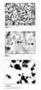 Fig. 04 - Starch foils and/or films and a method and use of a device for the production thereof