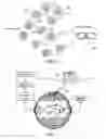 Fig. 09 - Automated open ocean fish farm structures and systems for open ocean fish farming