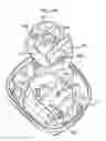Fig. 33 - Drug dispenser