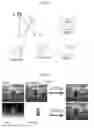 Fig. 10 - Method for processing three dimensional (3D) video signal and digital broadcast receiver for performing the method