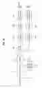 Fig. 10 - Digital broadcasting system and method of processing data