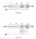 Fig. 13 - STEREOSCOPIC IMAGE GENERATION APPARATUS AND METHOD