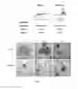 Fig. 18 - Bioartificial liver