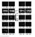 Fig. 13 - PSMA-targeting compounds and uses thereof