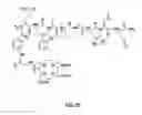 Fig. 97 - Gastrin releasing peptide compounds