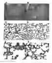 Fig. 01 - Methods and compositions for promoting organ development