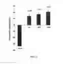Fig. 07 - Biodegradable cross-linked cationic multi-block copolymers for gene delivery and methods of making thereof