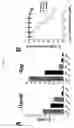 Fig. 05 - Tetrameric cytokines with improved biological activity