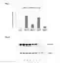 Fig. 04 - COMPOSITIONS FOR BACTERIAL MEDIATED GENE SILENCING AND METHODS OF USING THE SAME