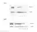 Fig. 06 - COMPOSITIONS FOR BACTERIAL MEDIATED GENE SILENCING AND METHODS OF USING THE SAME