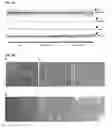 Fig. 12 - COMPOSITIONS FOR BACTERIAL MEDIATED GENE SILENCING AND METHODS OF USING THE SAME