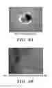 Fig. 10 - VENTRICULAR INDUCED PLURIPOTENT STEM (ViPS) CELLS FOR GENERATION OF AUTOLOGOUS VENTRICULAR CARDIOMYOCYTES AND USES THEREOF