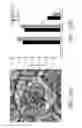 Fig. 09 - Biocompatible substrate for facilitating interconnections between stem cells and target tissues and methods for implanting same