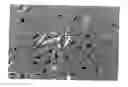 Fig. 01 - Neural precursor cells produced from bone marrow stromal cells containing an exogenous nucleic acid encoding a notch intracellular domain (NICD)