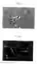 Fig. 02 - Neural precursor cells produced from bone marrow stromal cells containing an exogenous nucleic acid encoding a notch intracellular domain (NICD)