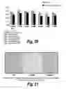 Fig. 12 - Methods and compositions for CNS delivery of arylsulfatase A