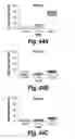 Fig. 30 - Methods and compositions for CNS delivery of arylsulfatase A