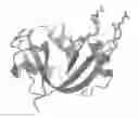 Fig. 01 - Cytotoxic ribonuclease variants