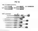 Fig. 03 - Pre-ligand assembly domain of the IL-17 receptor