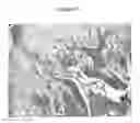 Fig. 10 - METHODS OF TREATING BONE-LOSS DISORDERS USING A GM-CSF ANTAGONIST