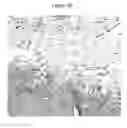 Fig. 11 - METHODS OF TREATING BONE-LOSS DISORDERS USING A GM-CSF ANTAGONIST