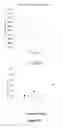 Fig. 32 - Method of treating cancer and/or cellular proliferative conditions and agents targeting hyaluronan anabolism useful for same