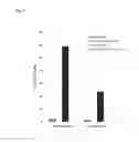 Fig. 17 - Depletion of cancer stem cells