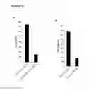 Fig. 32 - Depletion of cancer stem cells
