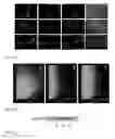 Fig. 04 - USE OF MEMBRANE ATTACK COMPLEX (MAC) AND IMMUNE COMPLEXES (ICs) TO ACTIVATE T-CELLS AND THE GENERATION OF REGULATORY T CELLS