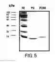 Fig. 09 - Hypallergenic mosaic antigens and methods of making same