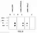 Fig. 13 - Hypallergenic mosaic antigens and methods of making same
