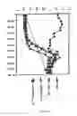 Fig. 11 - BIMER OR AN OLIGOMER OF A DIMER, TRIMER, QUADROMER OR PENTAMER OF RECOMBINANT FUSION PROTEINS