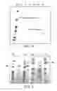 Fig. 04 - Methods of using protective antigen sequences for vaccination
